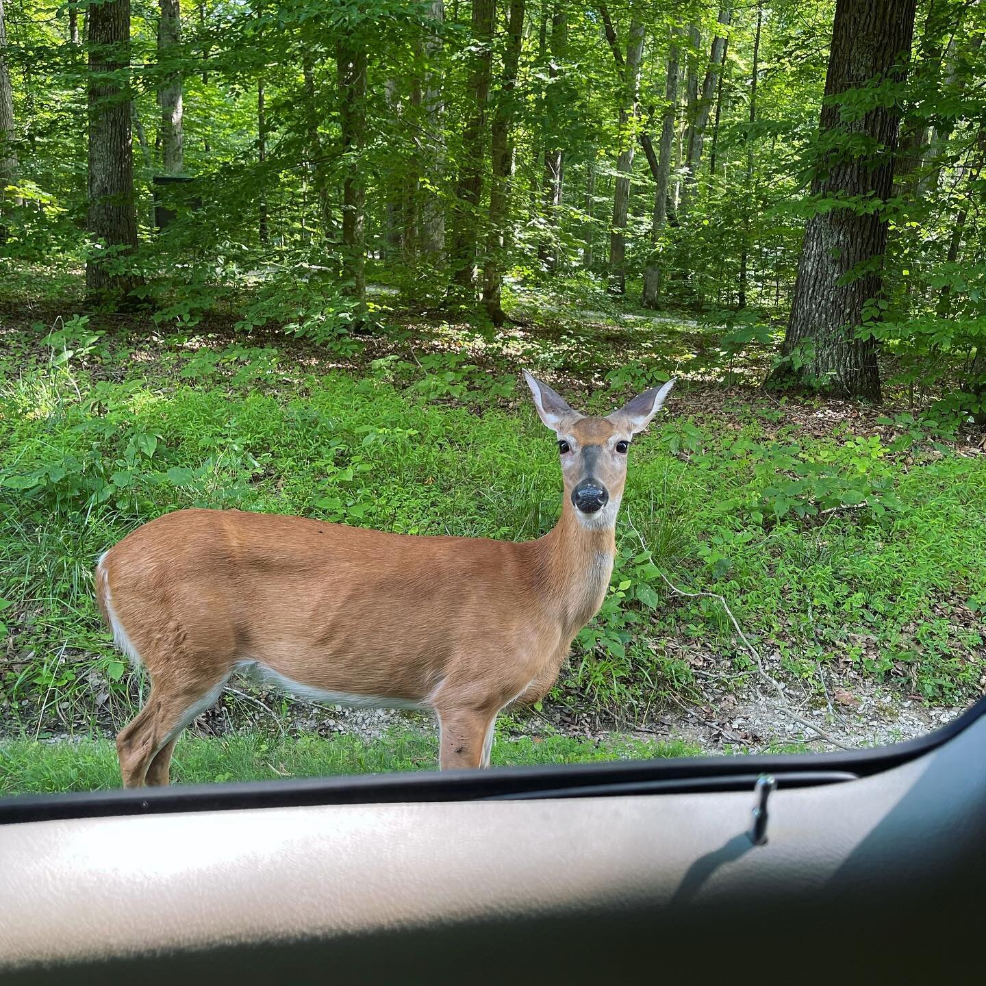We all love our animal friends at Mammoth Cave National Park, but remember to keep a friendly distance. Not only is it illegal to feed Park wildlife, it creates hazards for animals and people. This doe started to cross the road and immediately approa