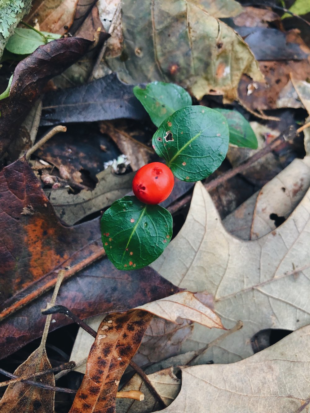 Partridgeberry